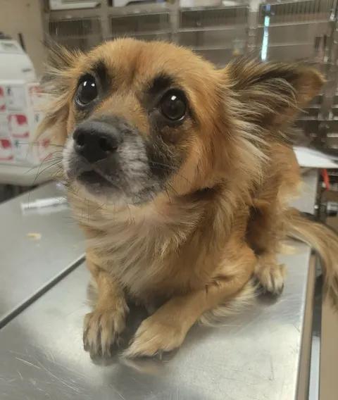 Enlarge Leona, a Adopted mixed breed in Van Alstyne, TX image 4/5