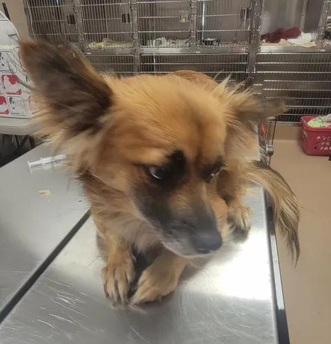 Enlarge Leona, a Adopted mixed breed in Van Alstyne, TX image 5/5
