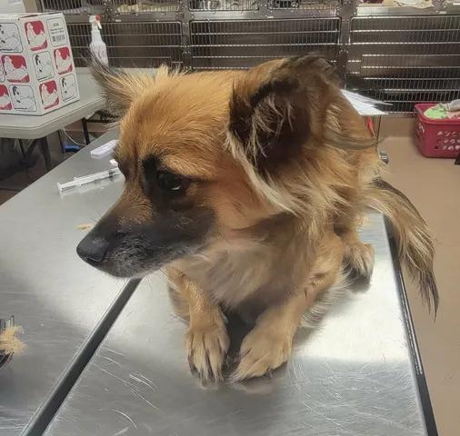 Enlarge Leona, a Adopted mixed breed in Van Alstyne, TX image 3/5