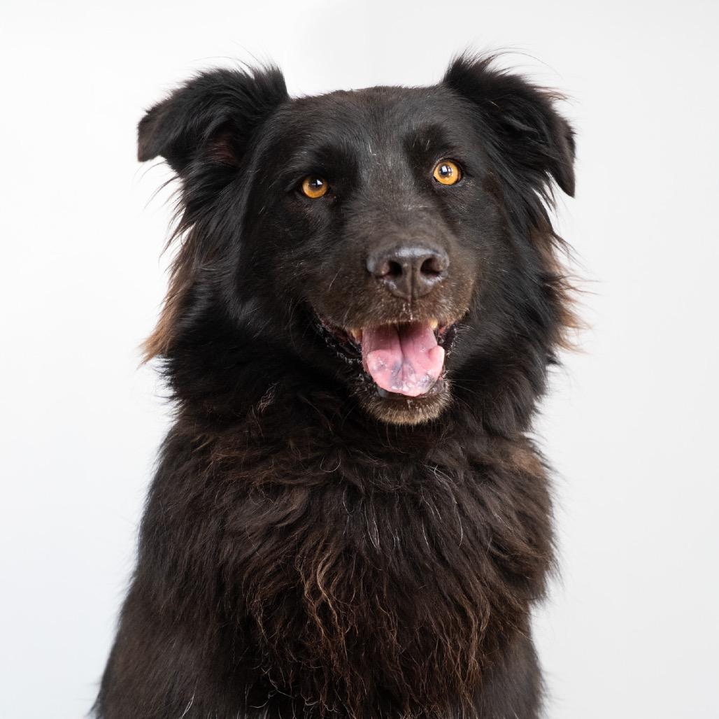 Enlarge Yoyo, a Adoptable mixed breed in Palm Springs, CA image 2/3