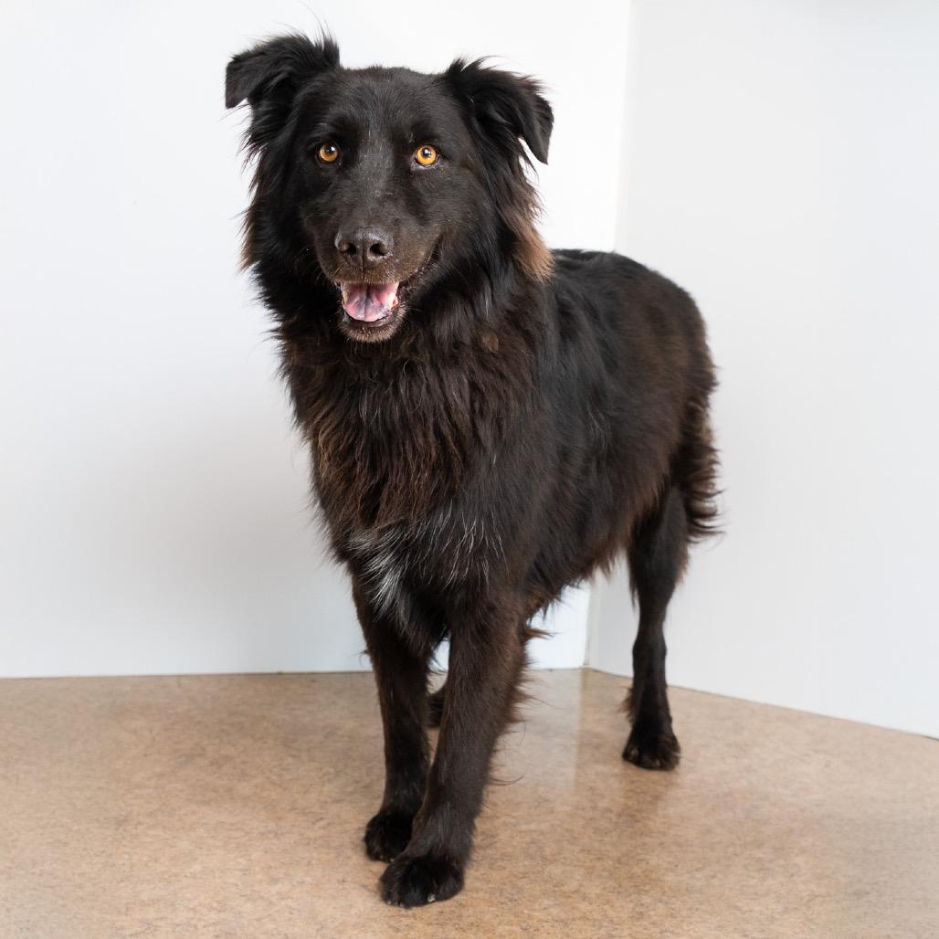 Enlarge Yoyo, a Adoptable mixed breed in Palm Springs, CA image 3/3