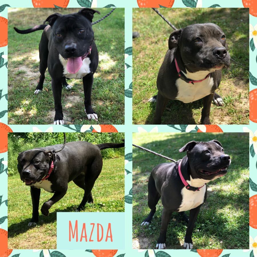 Enlarge Mazda, a Adoptable mixed breed in Huntington, WV image 1/3