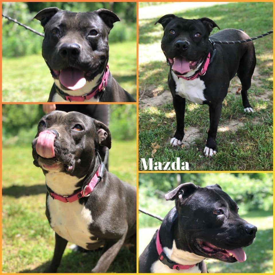 Enlarge Mazda, a Adoptable mixed breed in Huntington, WV image 2/3