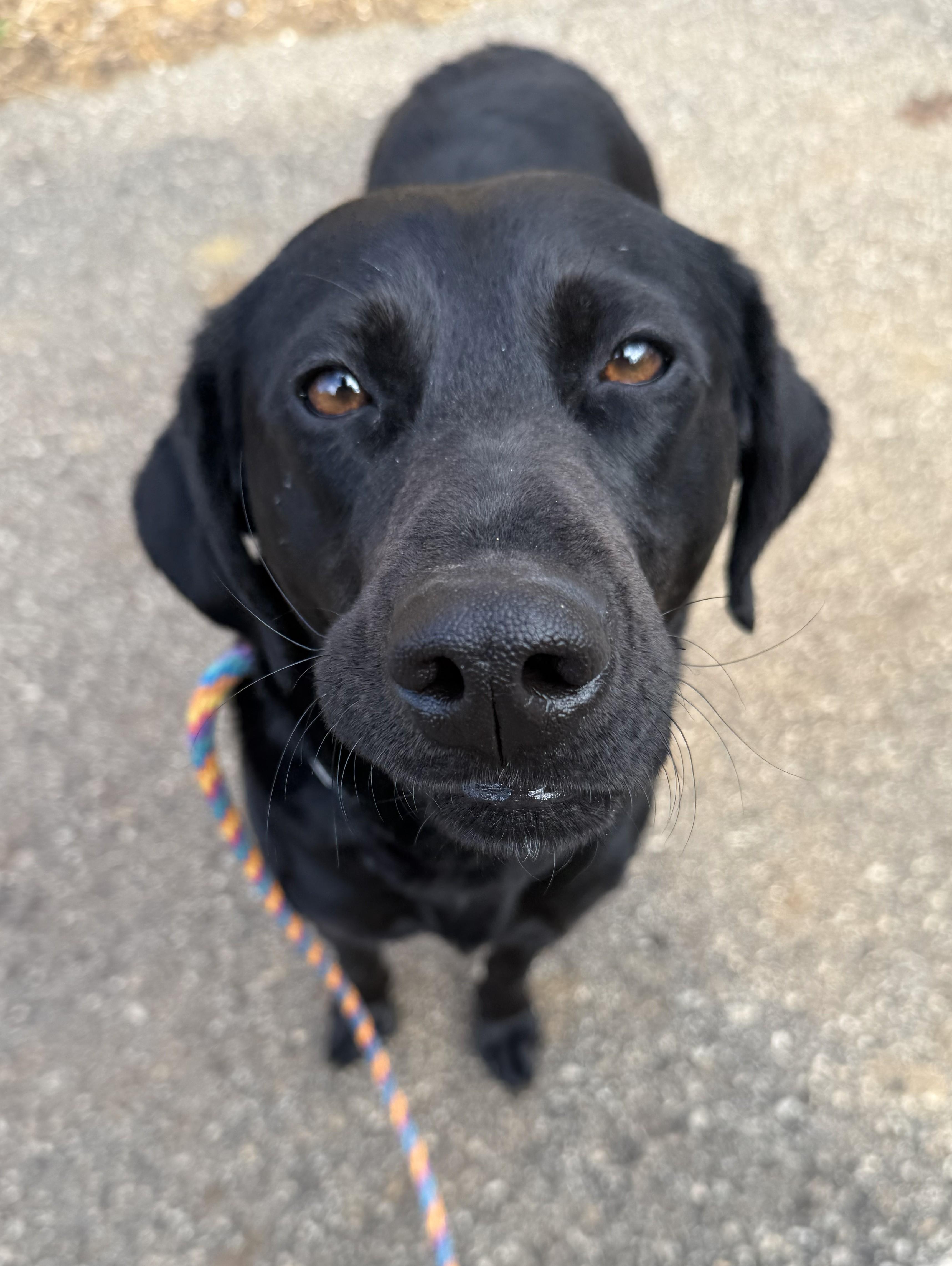 Noir, adopted, Adult Female Black Labrador Retriever.