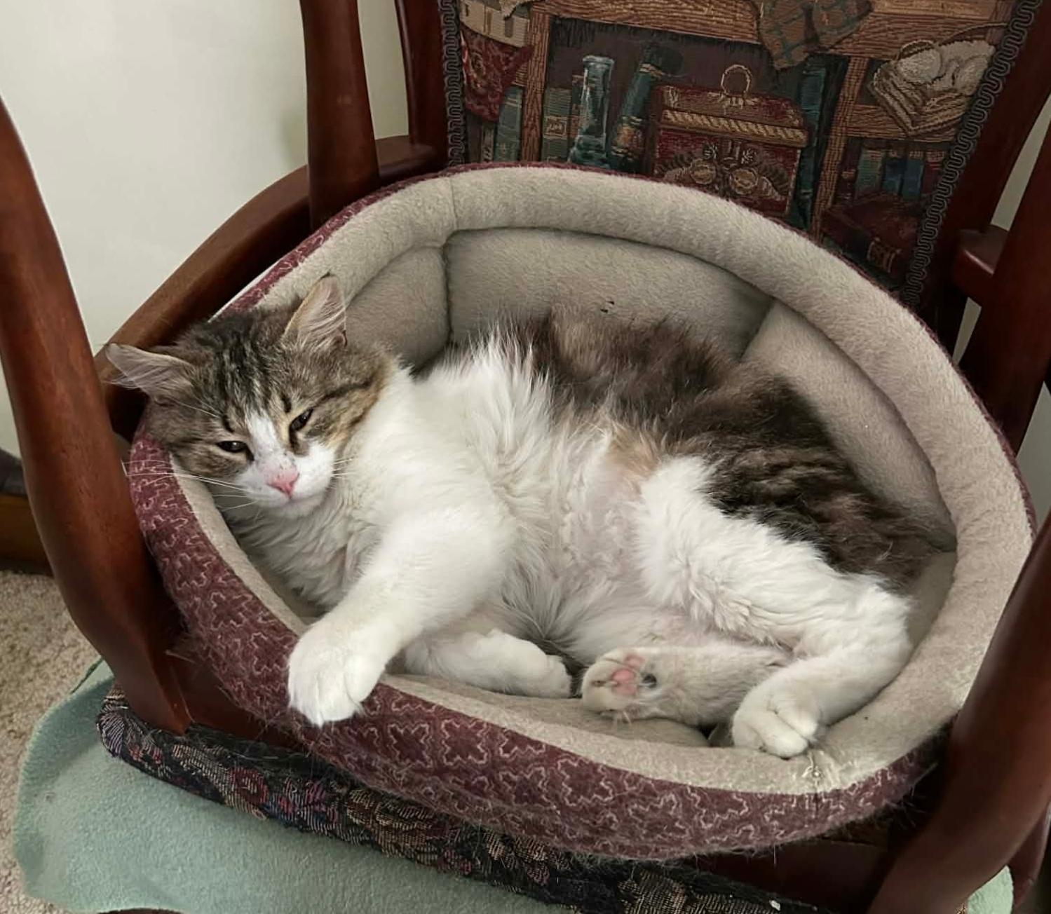 Pavarotti, ADOPTABLE, Adult Male Domestic Medium Hair.