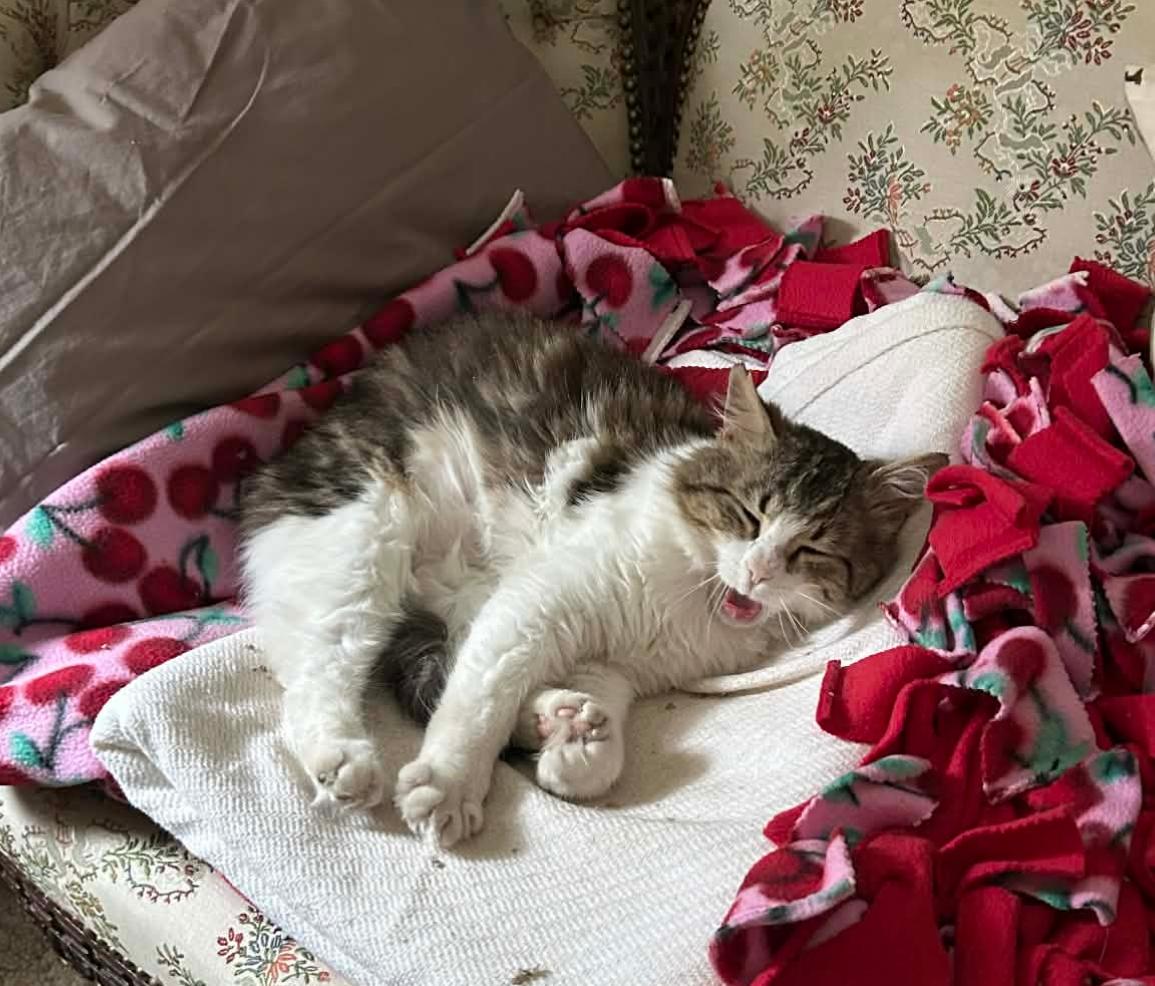 Pavarotti, a ADOPTABLE Domestic Medium Hair in Lansdowne, PA image 3/3