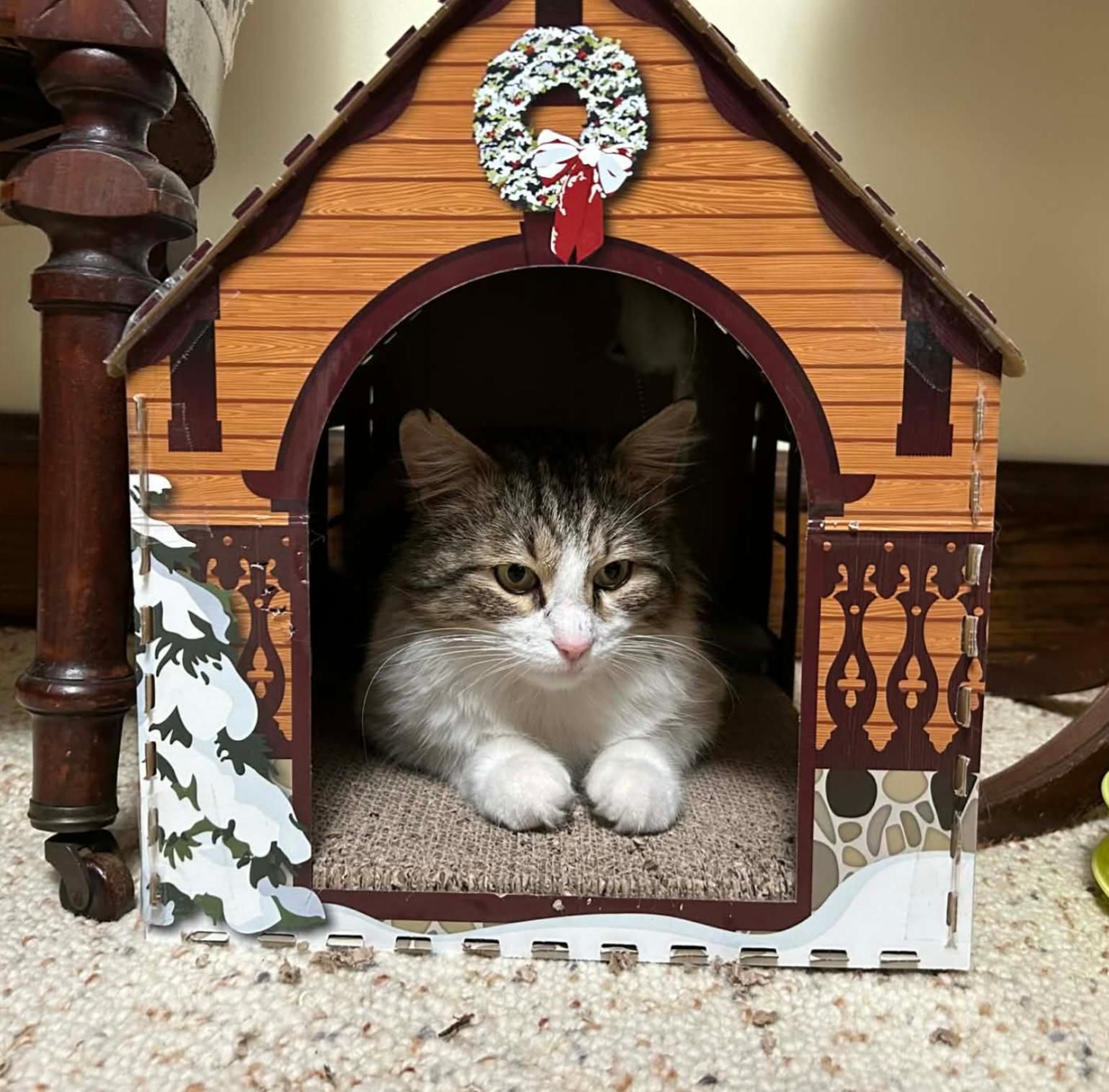 Pavarotti, a ADOPTABLE Domestic Medium Hair in Lansdowne, PA image 2/3