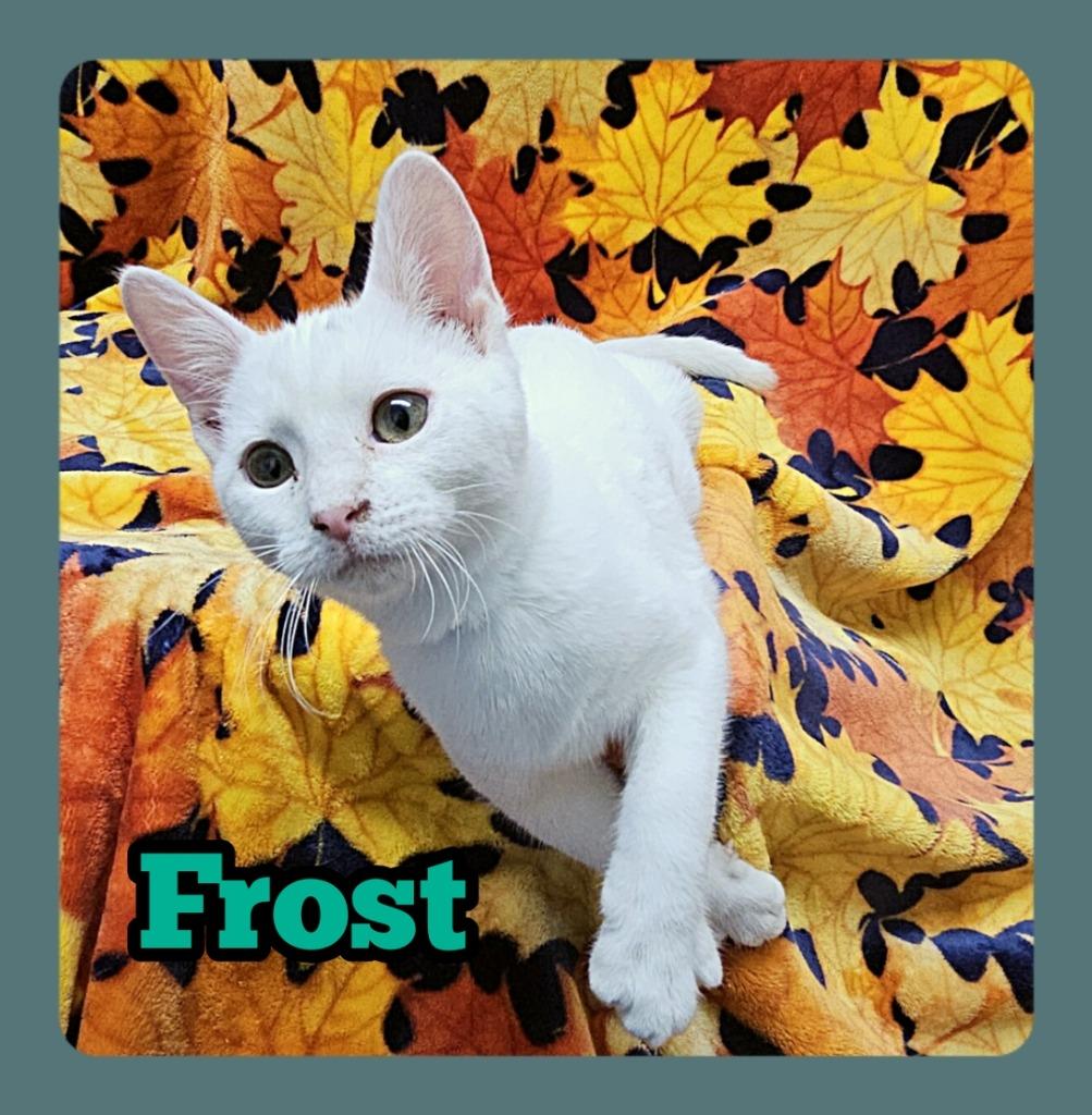 Frost, Adoptable, Kitten Male Domestic Short Hair.