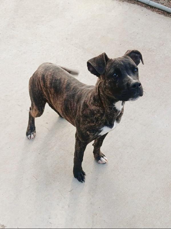 MELVIN, Adoptable, Young Male American Staffordshire Terrier.