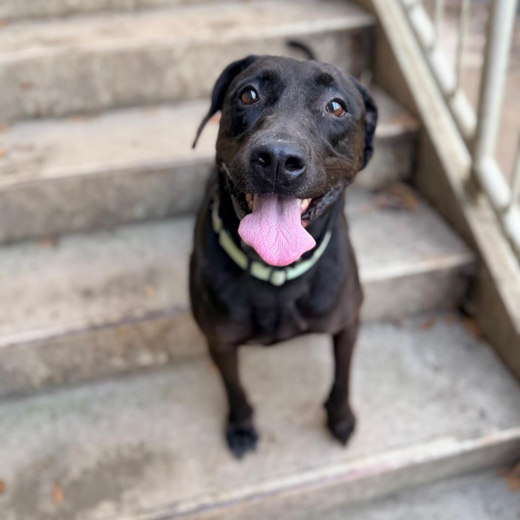 Delilah, Adoptable, Senior Female Labrador Retriever.