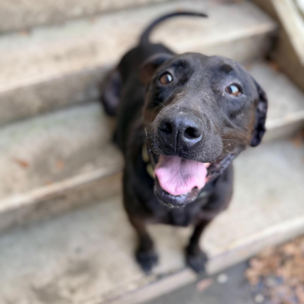 Enlarge Delilah, a Adoptable Labrador Retriever in Columbus, GA image 4/6