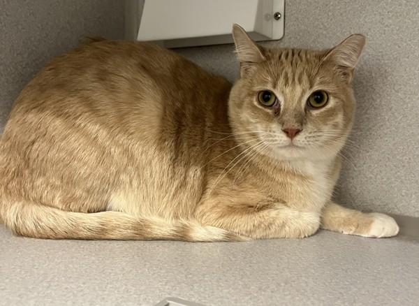 Avery, Adoptable, Adult Male Domestic Short Hair.