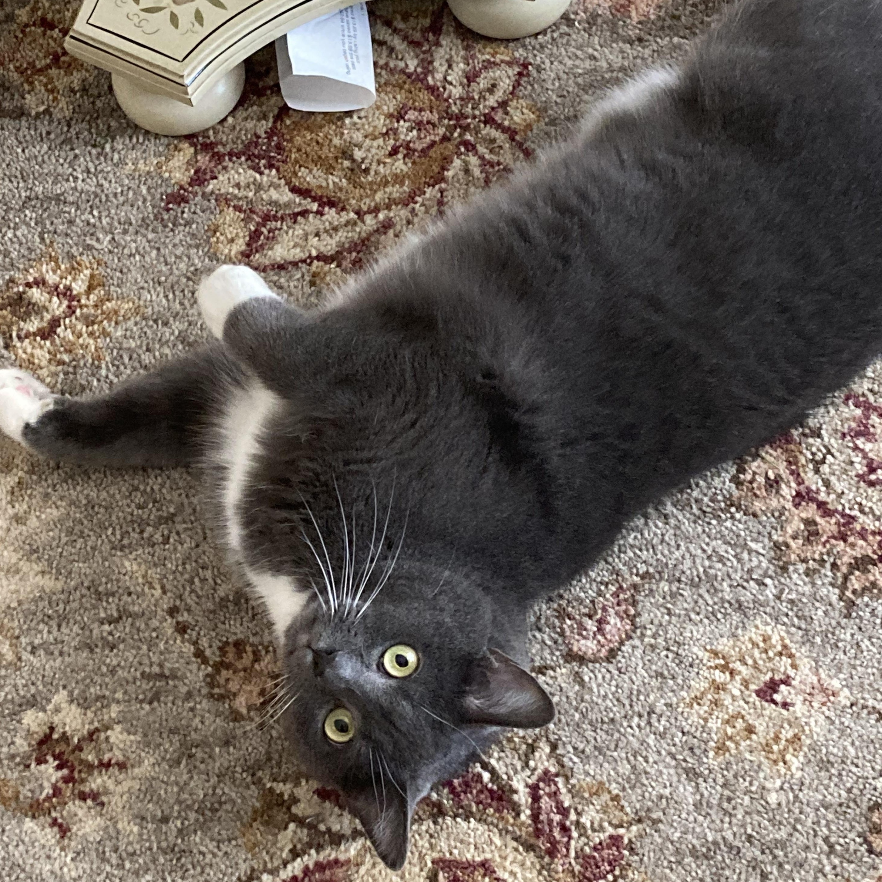 Enlarge Bootsie, an adoptable Domestic Short Hair in Syracuse, NY image 4/5