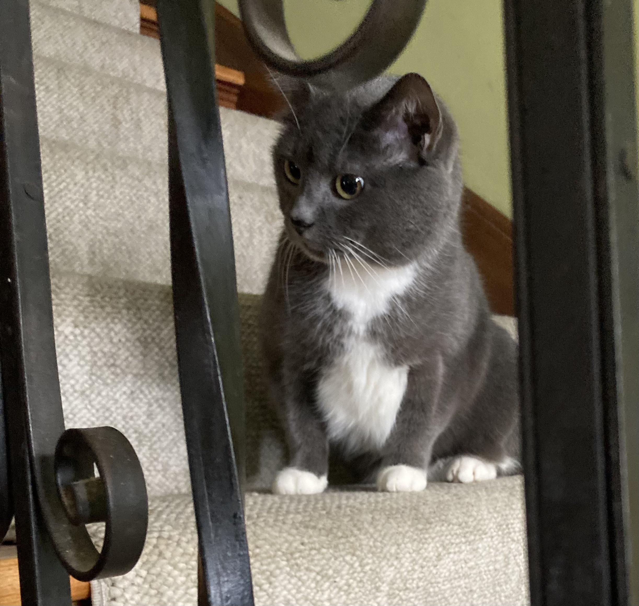 Enlarge Bootsie, an adoptable Domestic Short Hair in Syracuse, NY image 3/5