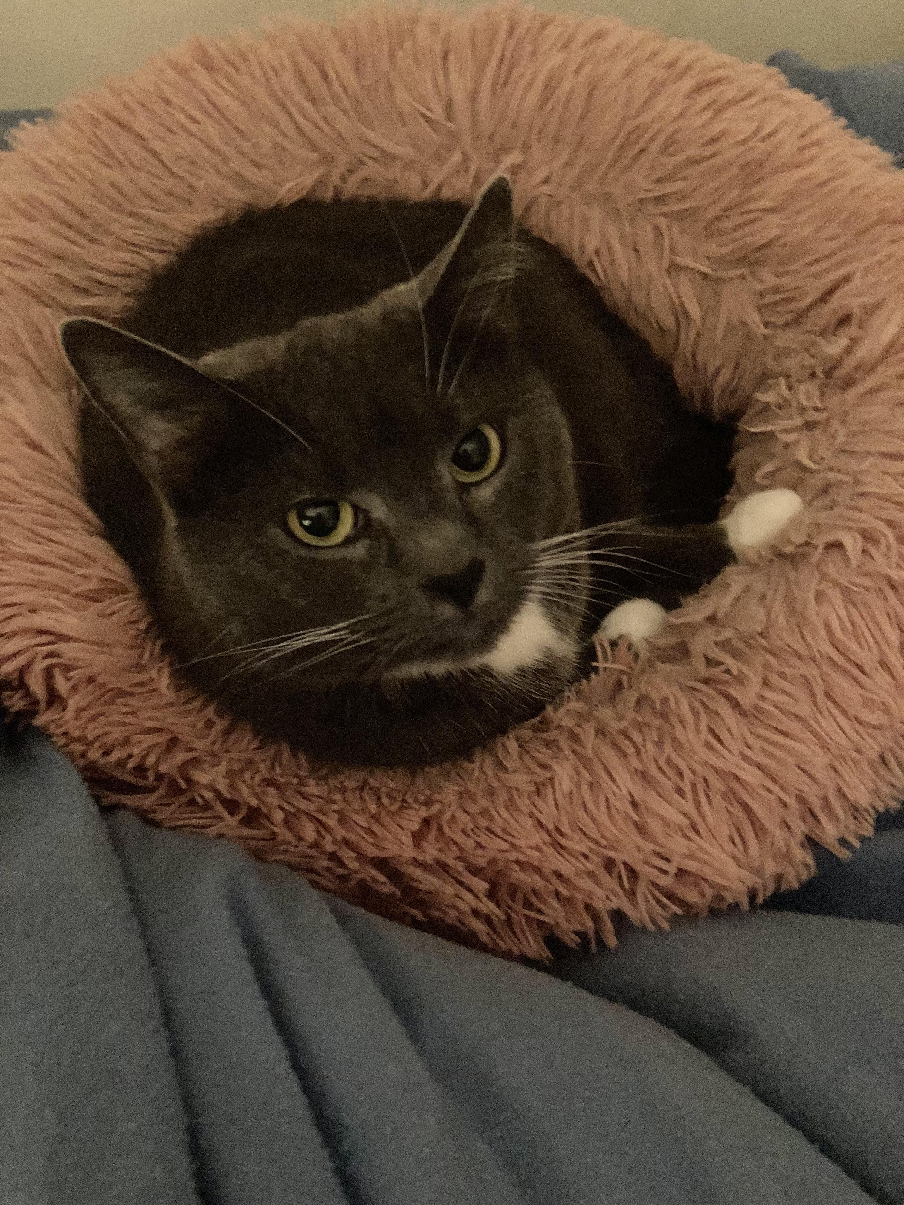 Bootsie, adoptable, Adult Female Domestic Short Hair.