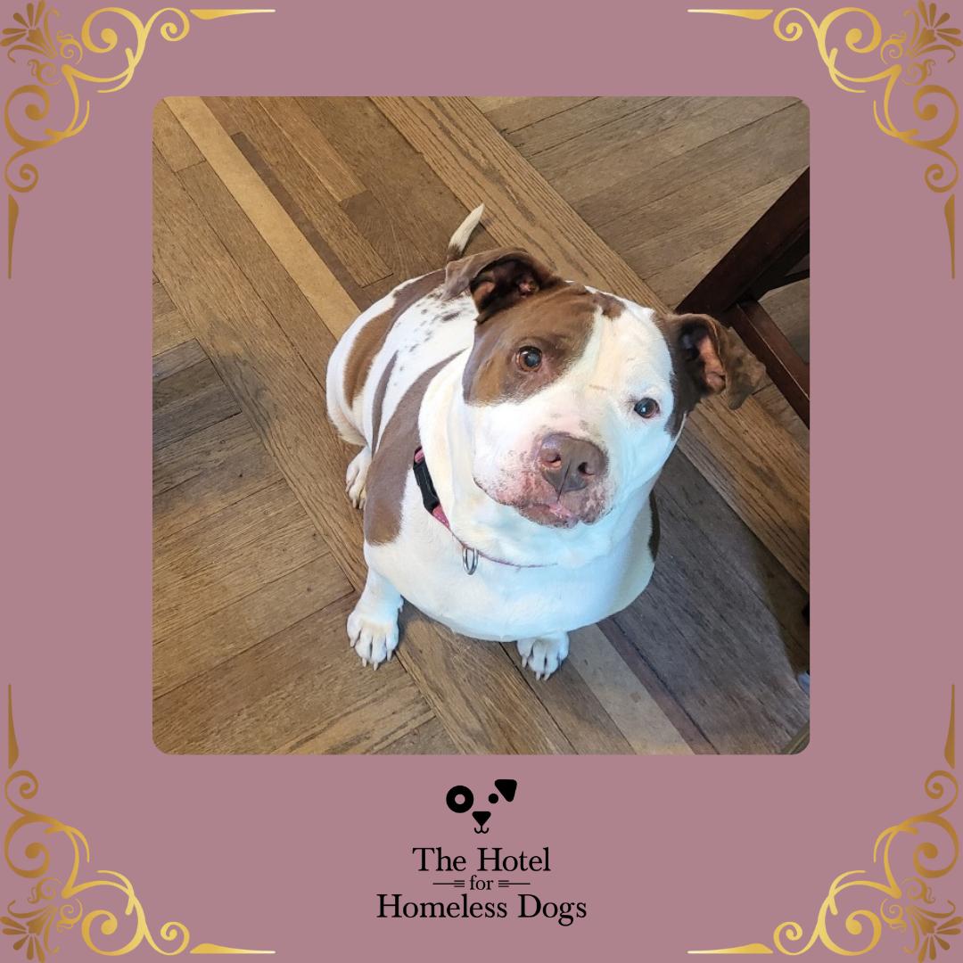 Maddie, Adult Female American Staffordshire Terrier