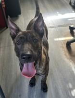 Rocky, Adoptable, Young Male Dutch Shepherd.