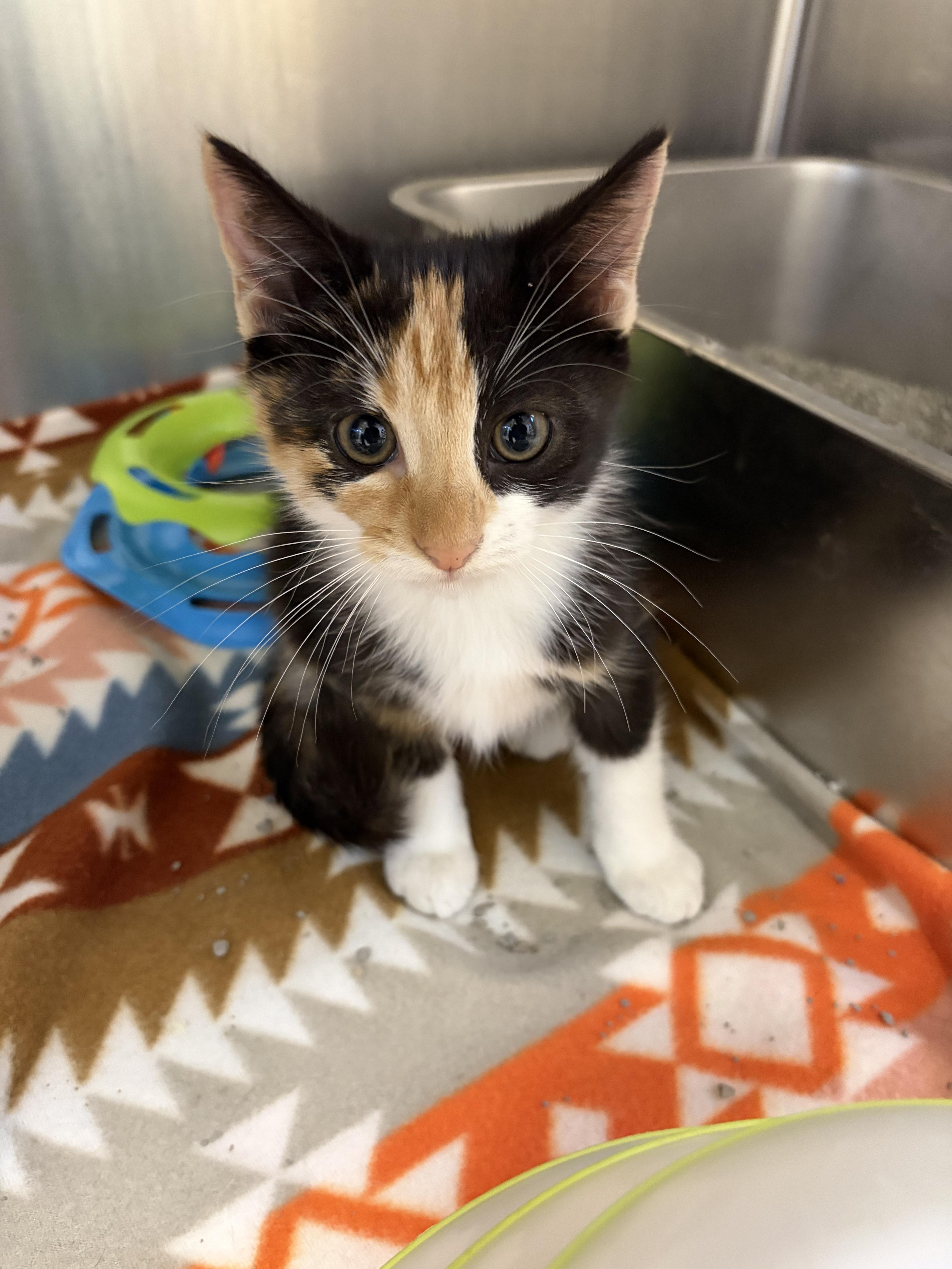 Enlarge Rory, a Adoptable mixed breed in Greensboro, NC image 1/5