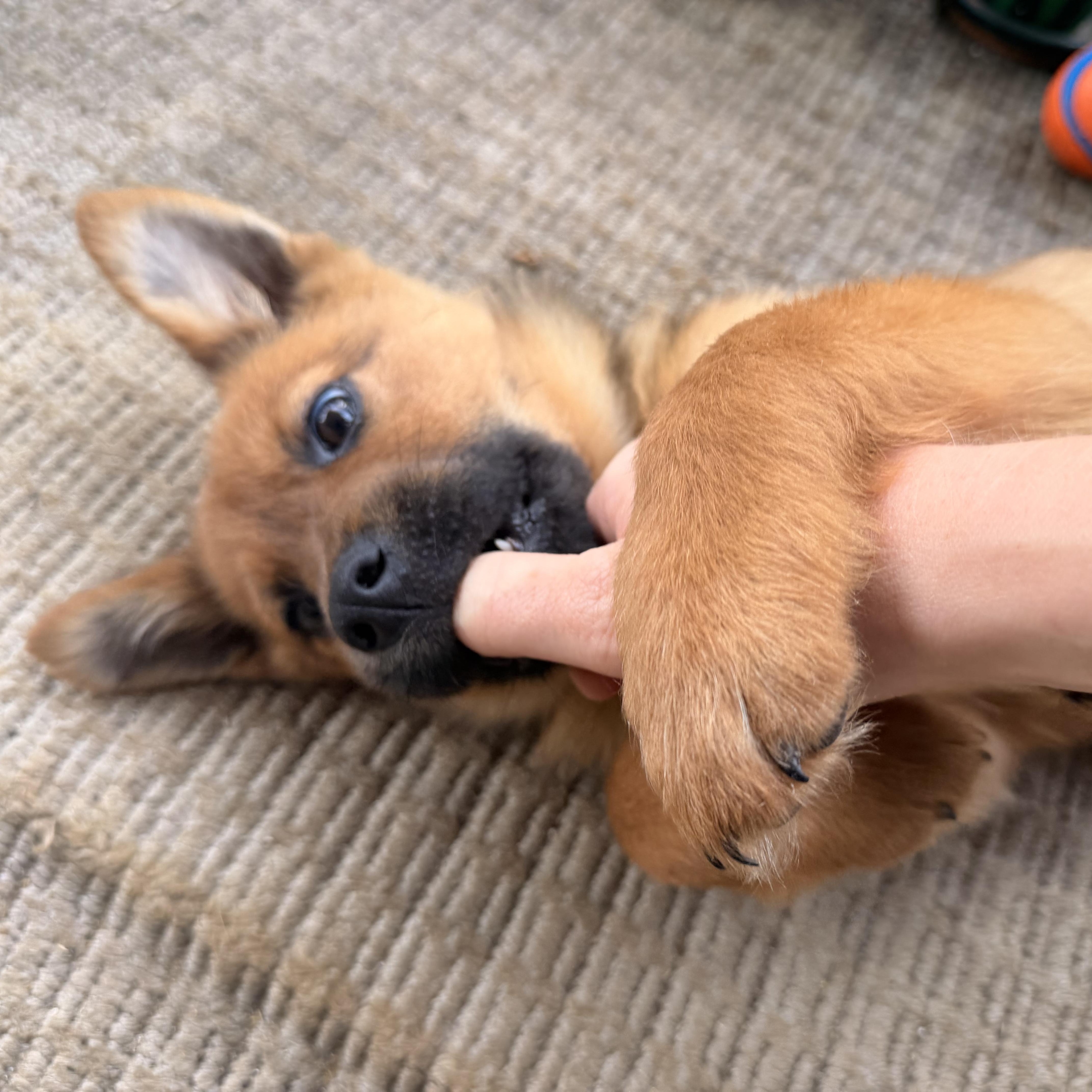 Enlarge Pretzel, a ADOPTABLE mixed breed in Austin, TX image 3/4