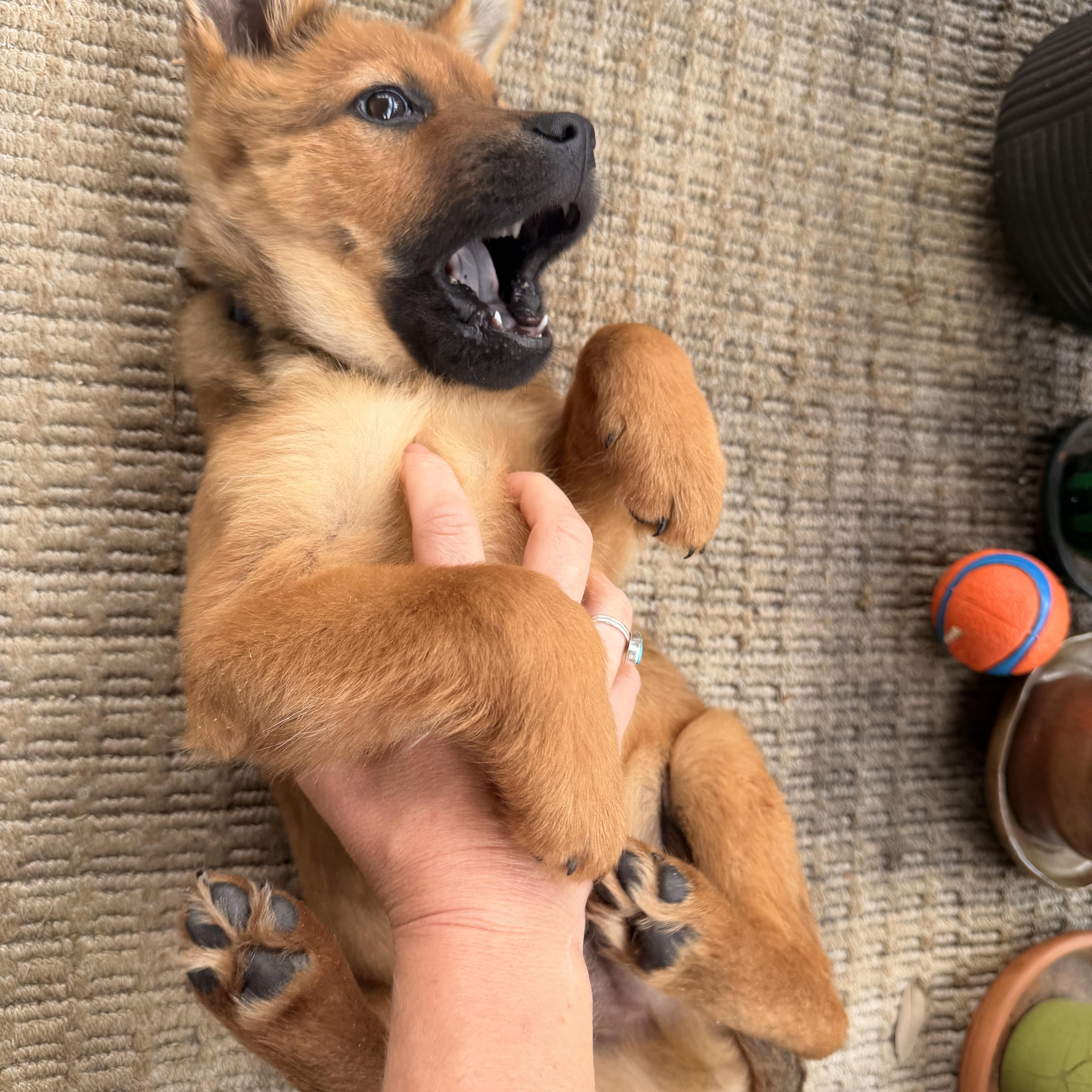 Enlarge Pretzel, a ADOPTABLE mixed breed in Austin, TX image 2/4