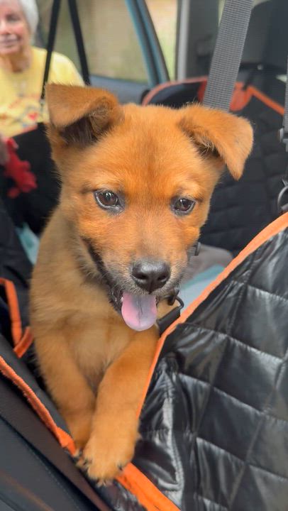 Enlarge Pretzel, a ADOPTABLE mixed breed in Austin, TX video 4/4