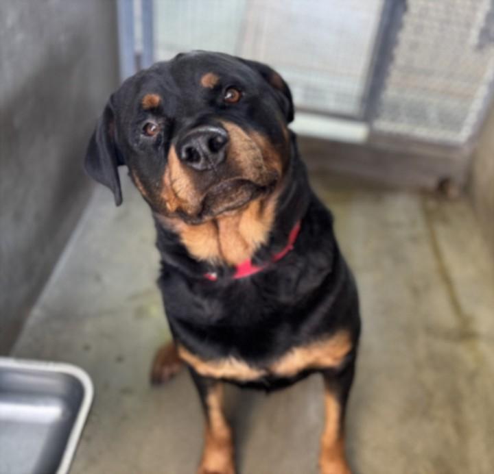 Enlarge TODD, a Adoptable mixed breed in Van Nuys, CA image 1/1