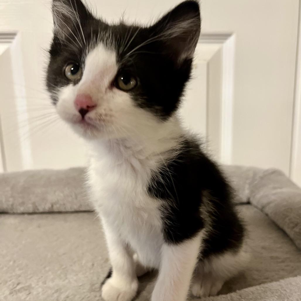Armani, a Adoptable Domestic Short Hair in Layton, UT image 2/6