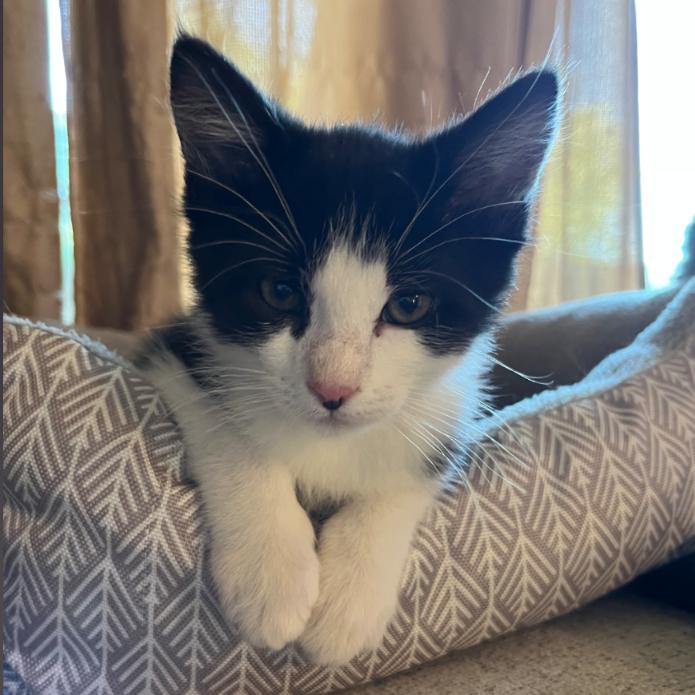 Armani, a Adoptable Domestic Short Hair in Layton, UT image 3/6