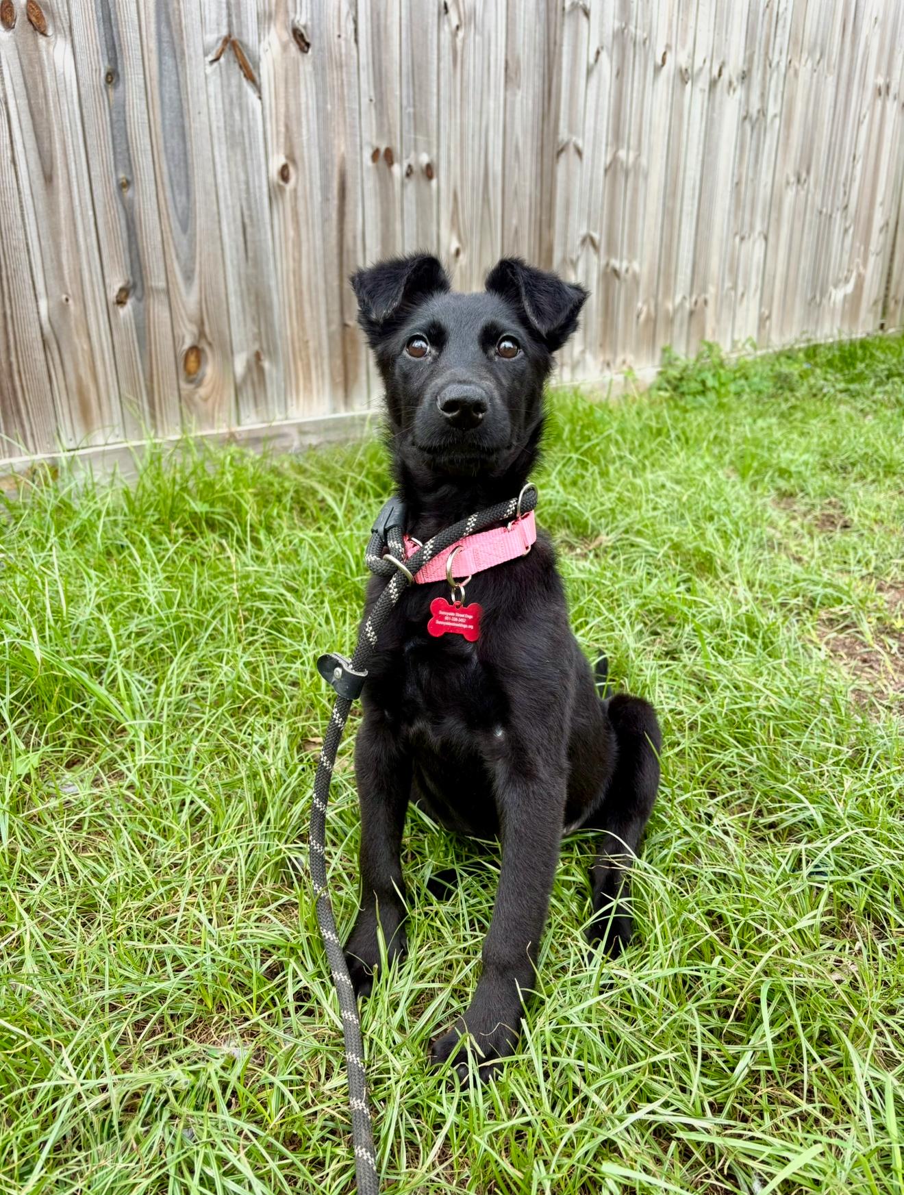 Noelle, an adopted mixed breed in Houston, TX image 5/6