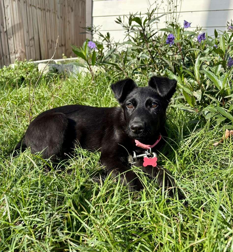 Noelle, an adopted mixed breed in Houston, TX image 1/6