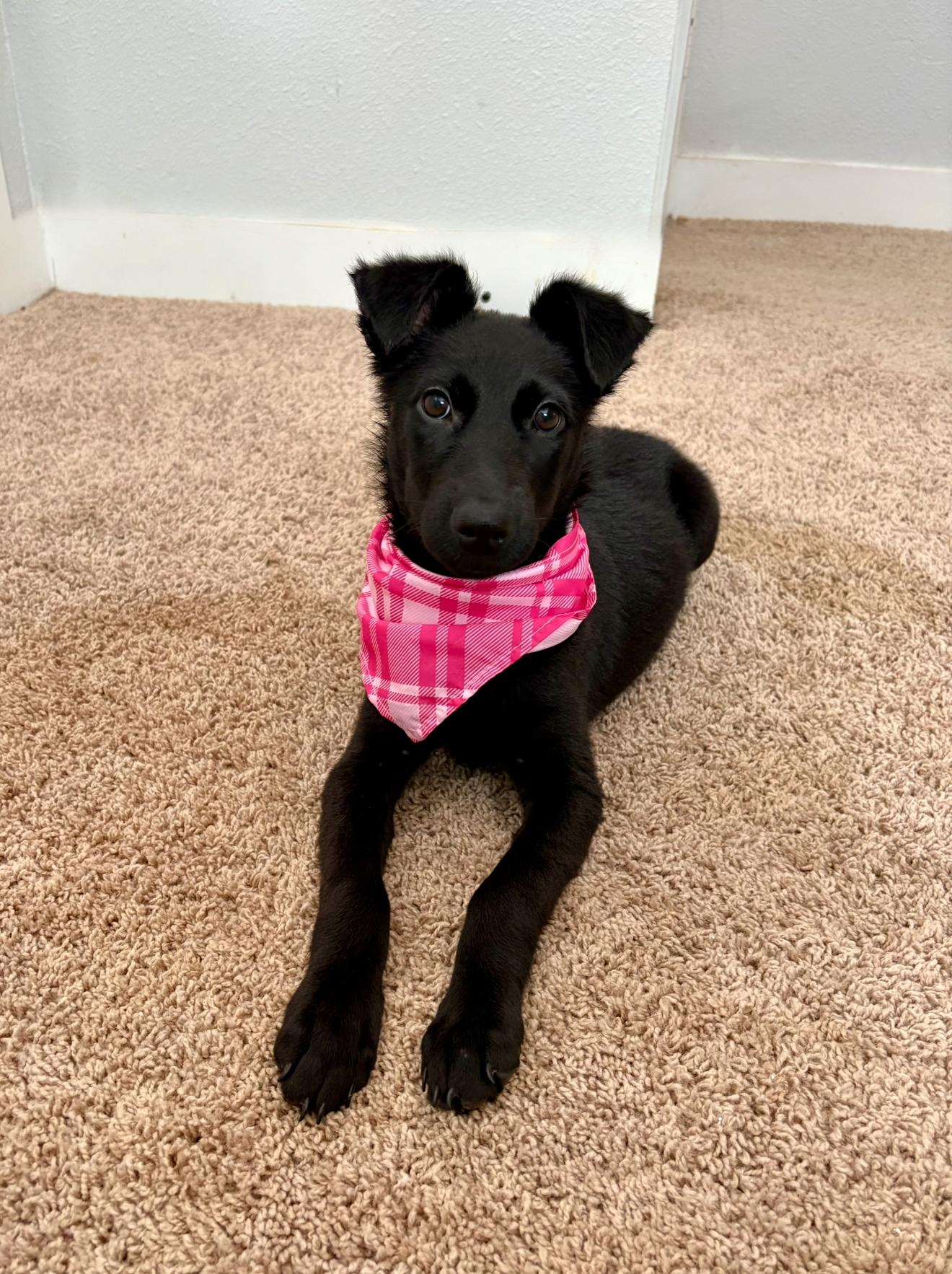 Noelle, an adopted mixed breed in Houston, TX image 2/6