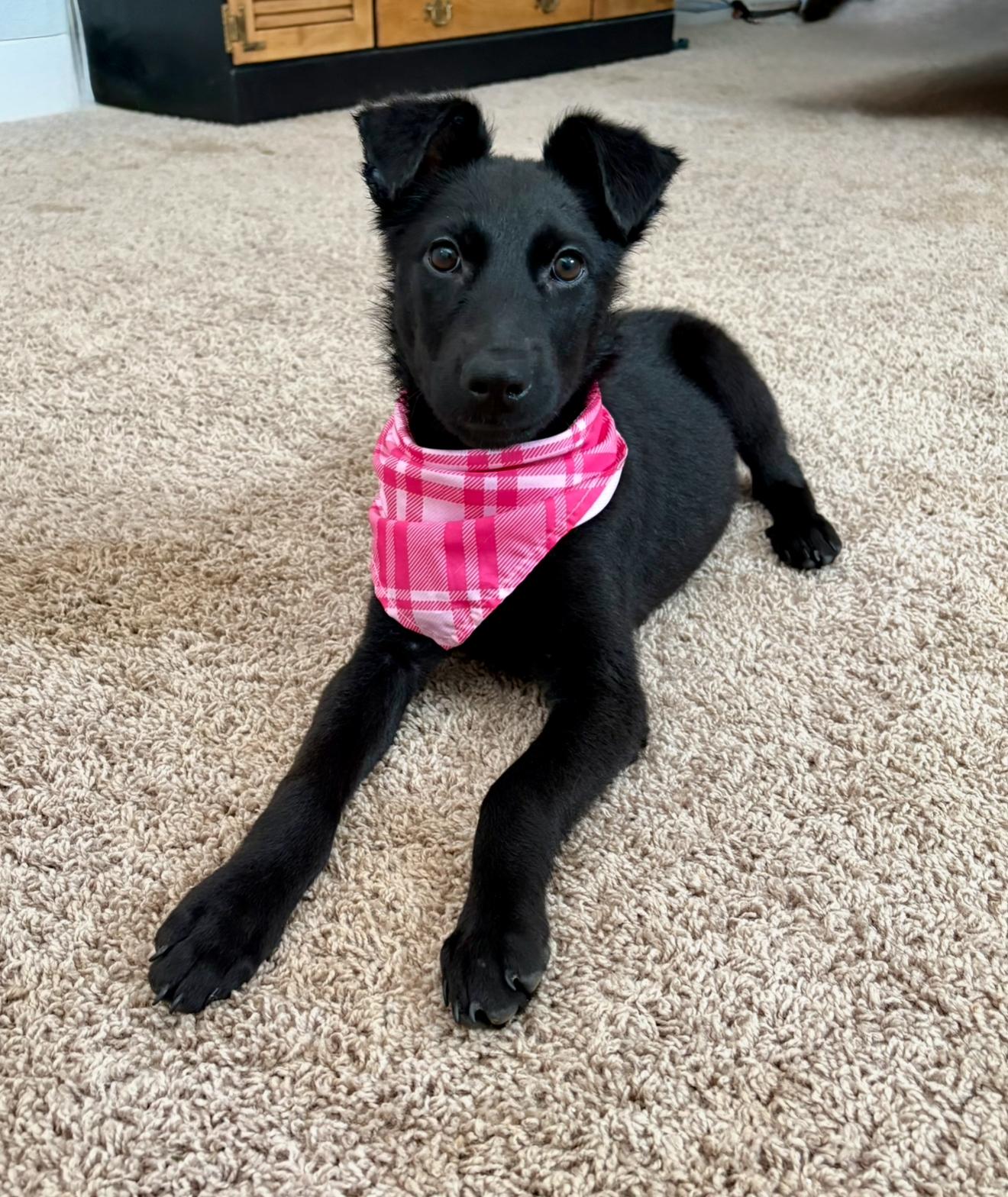 Noelle, an adopted mixed breed in Houston, TX image 4/6