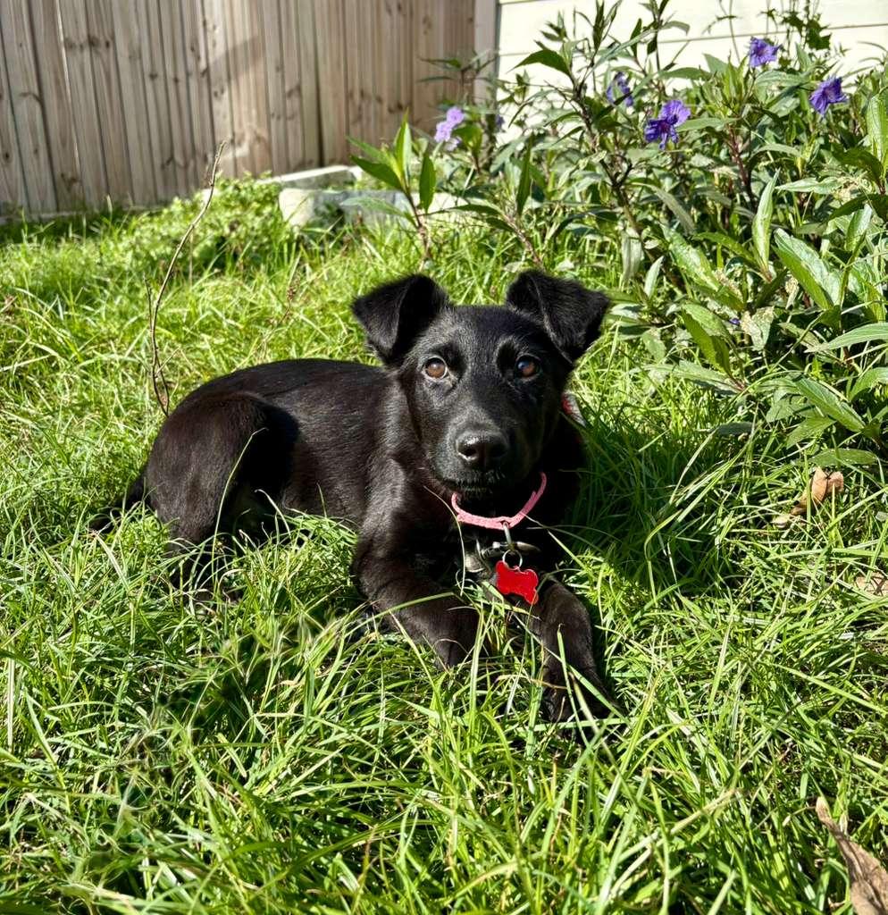 Noelle, an adopted mixed breed in Houston, TX image 3/6