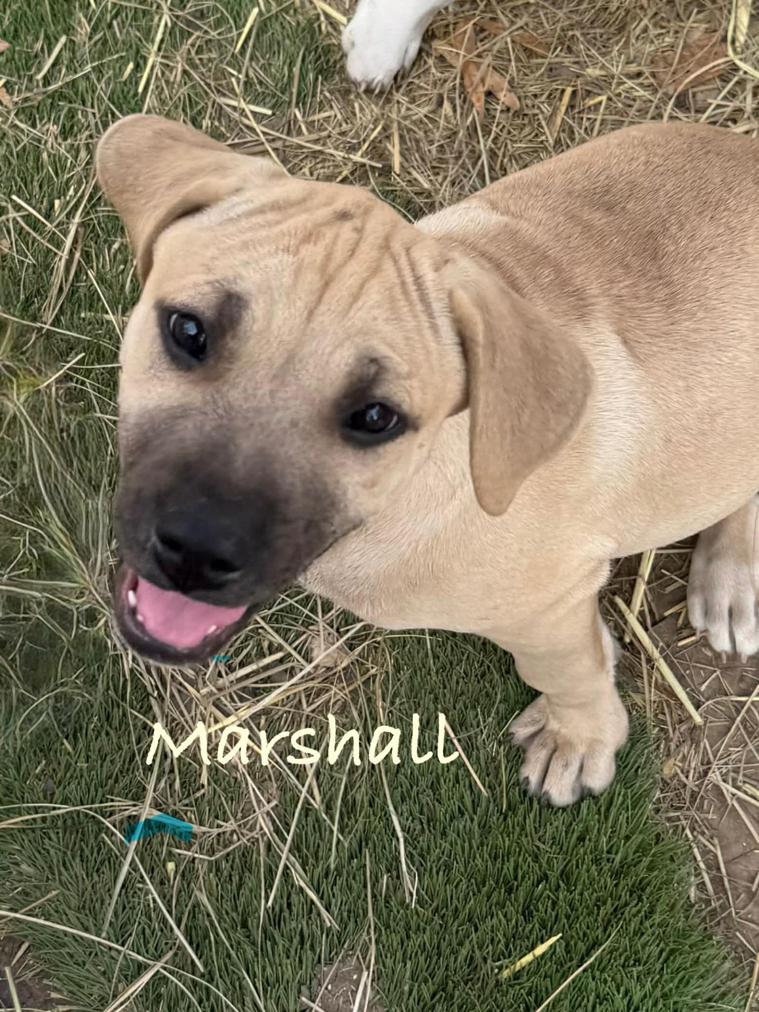 Enlarge Marshall, an adopted mixed breed in Conway, AR image 1/2