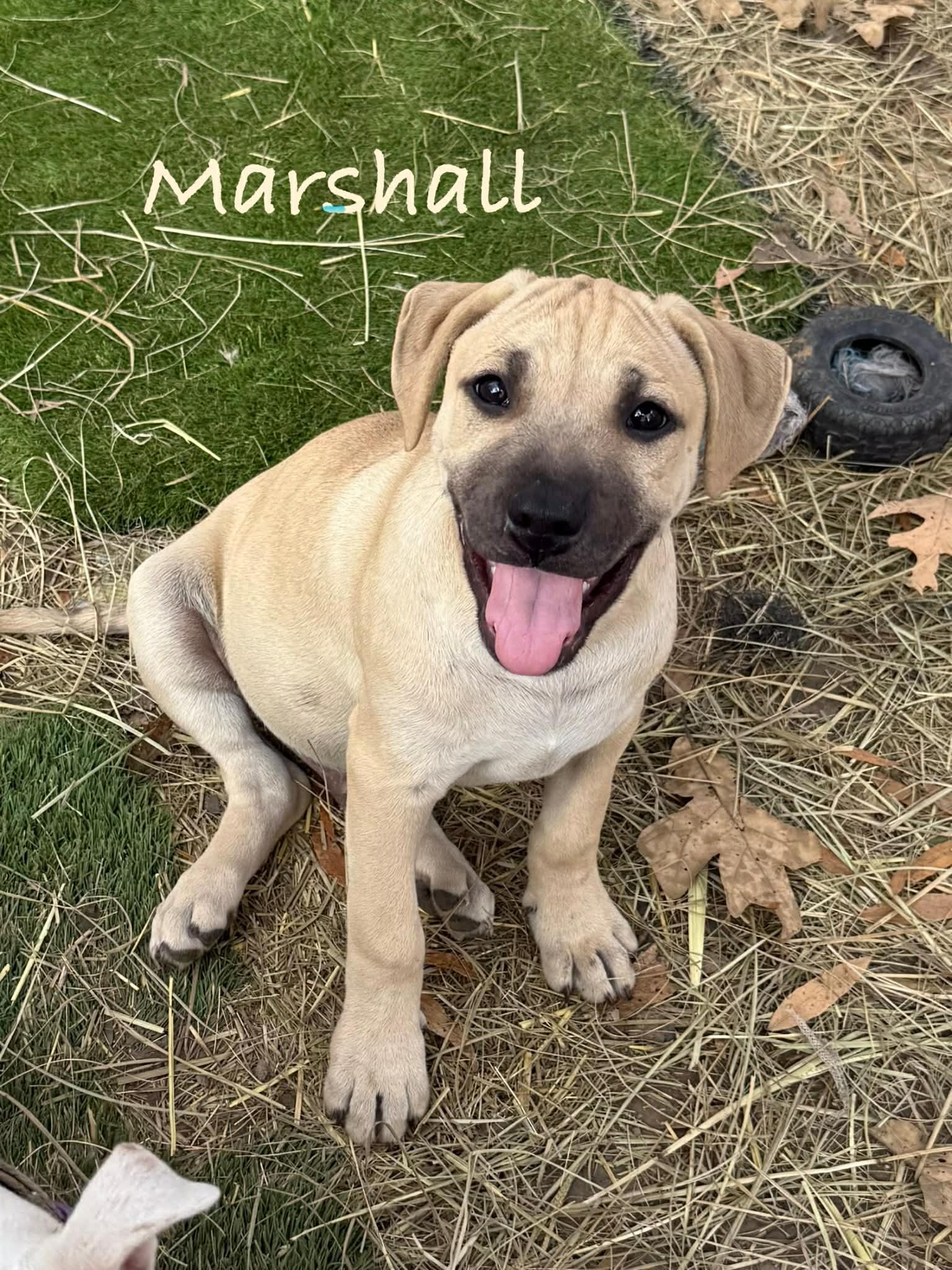 Enlarge Marshall, an adopted mixed breed in Conway, AR image 2/2