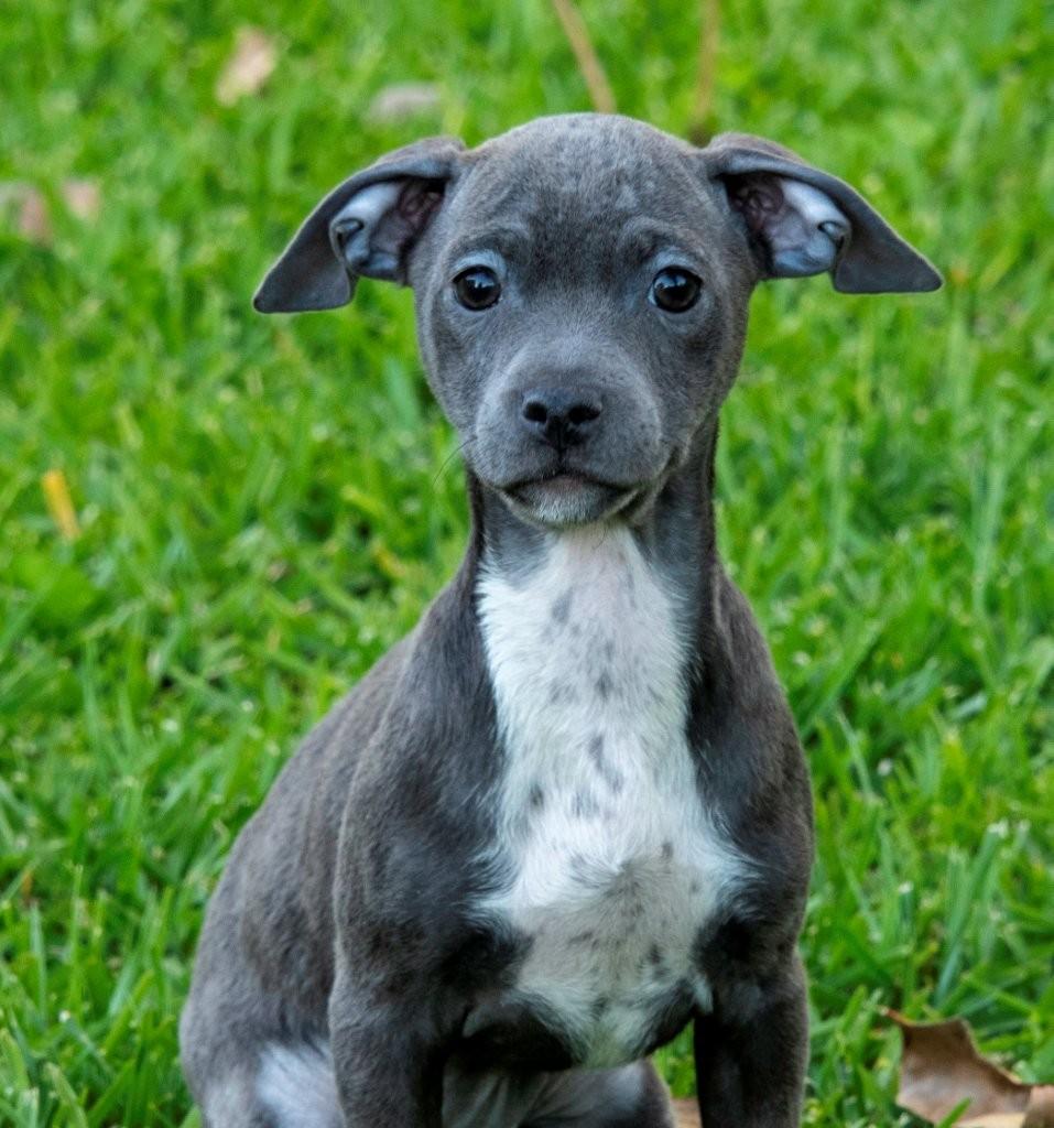 Enlarge Bubbles, a ADOPTABLE mixed breed in La Palma, CA image 1/2