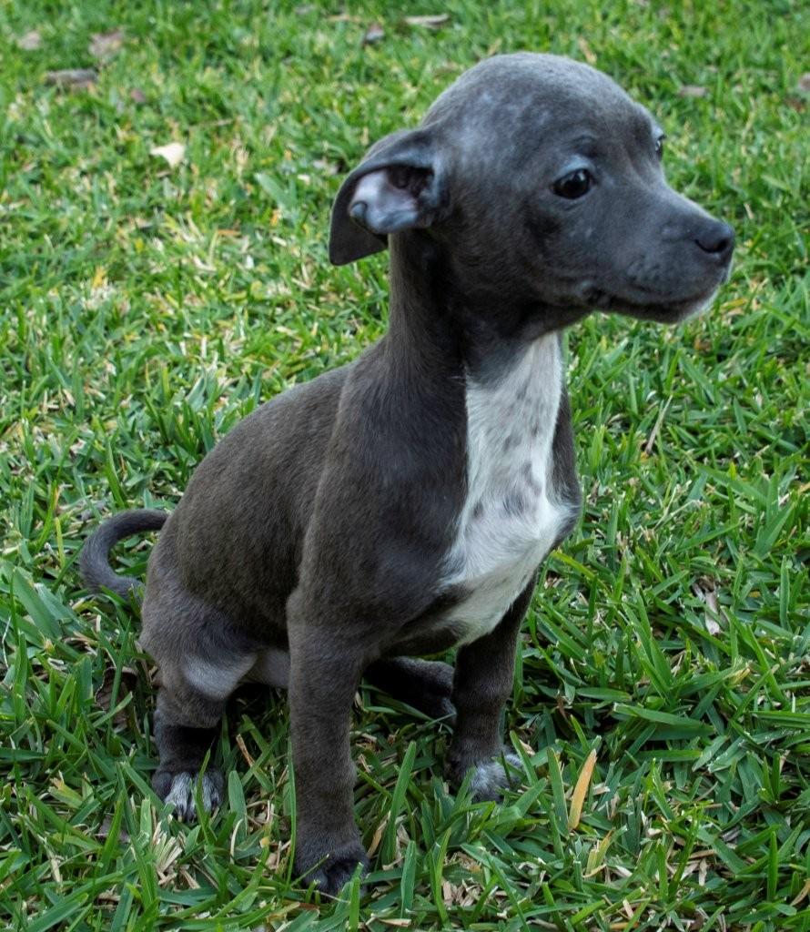 Enlarge Bubbles, a ADOPTABLE mixed breed in La Palma, CA image 2/2