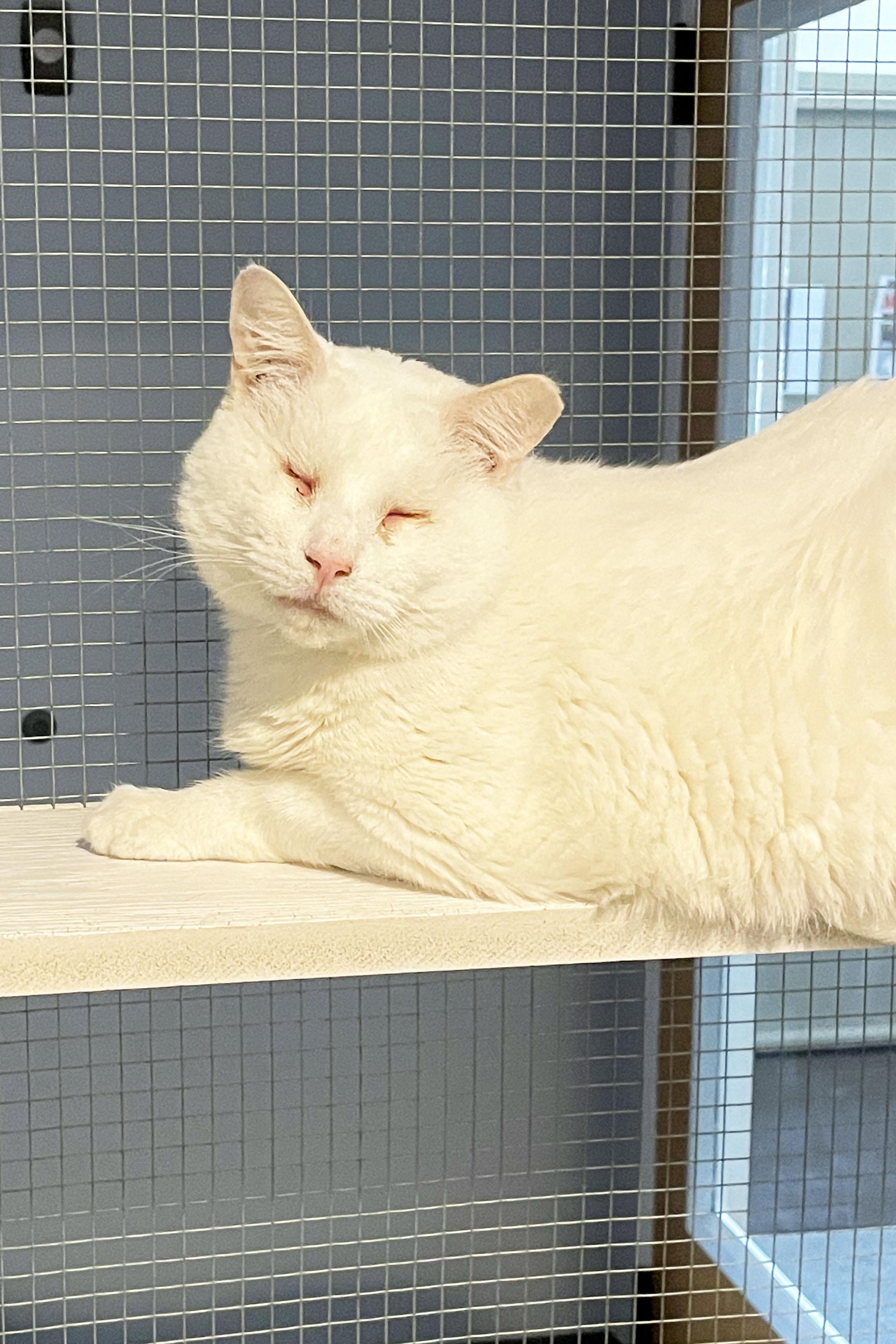 Bell, Adoptable, Adult Female Domestic Short Hair.