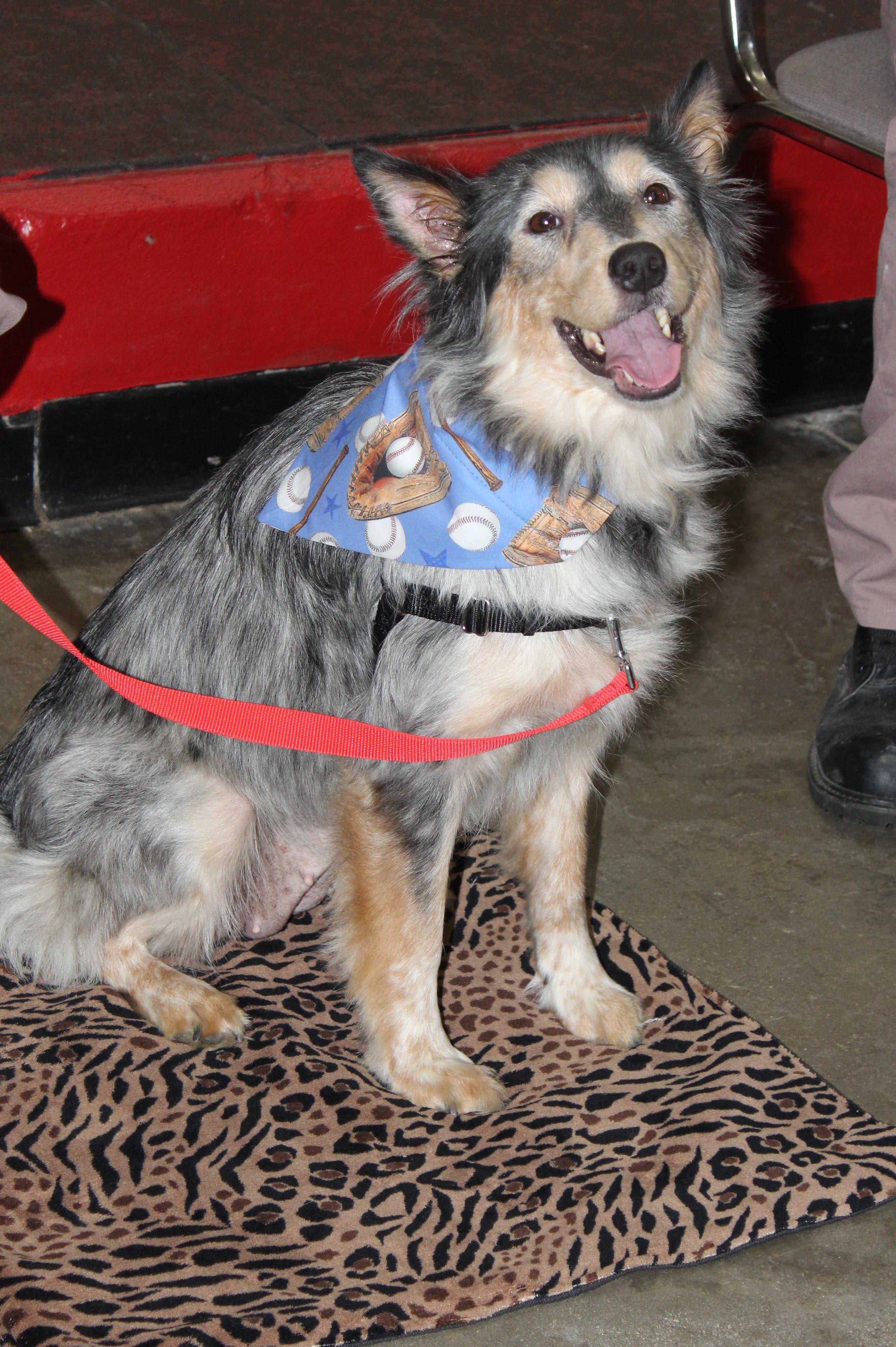 Enlarge Oriole, a ADOPTABLE mixed breed in Burgaw, NC image 1/1