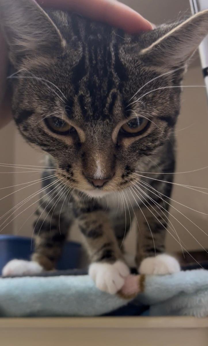 Enlarge Mooncake, a ADOPTABLE Domestic Short Hair in wetaskiwin, AB image 2/3