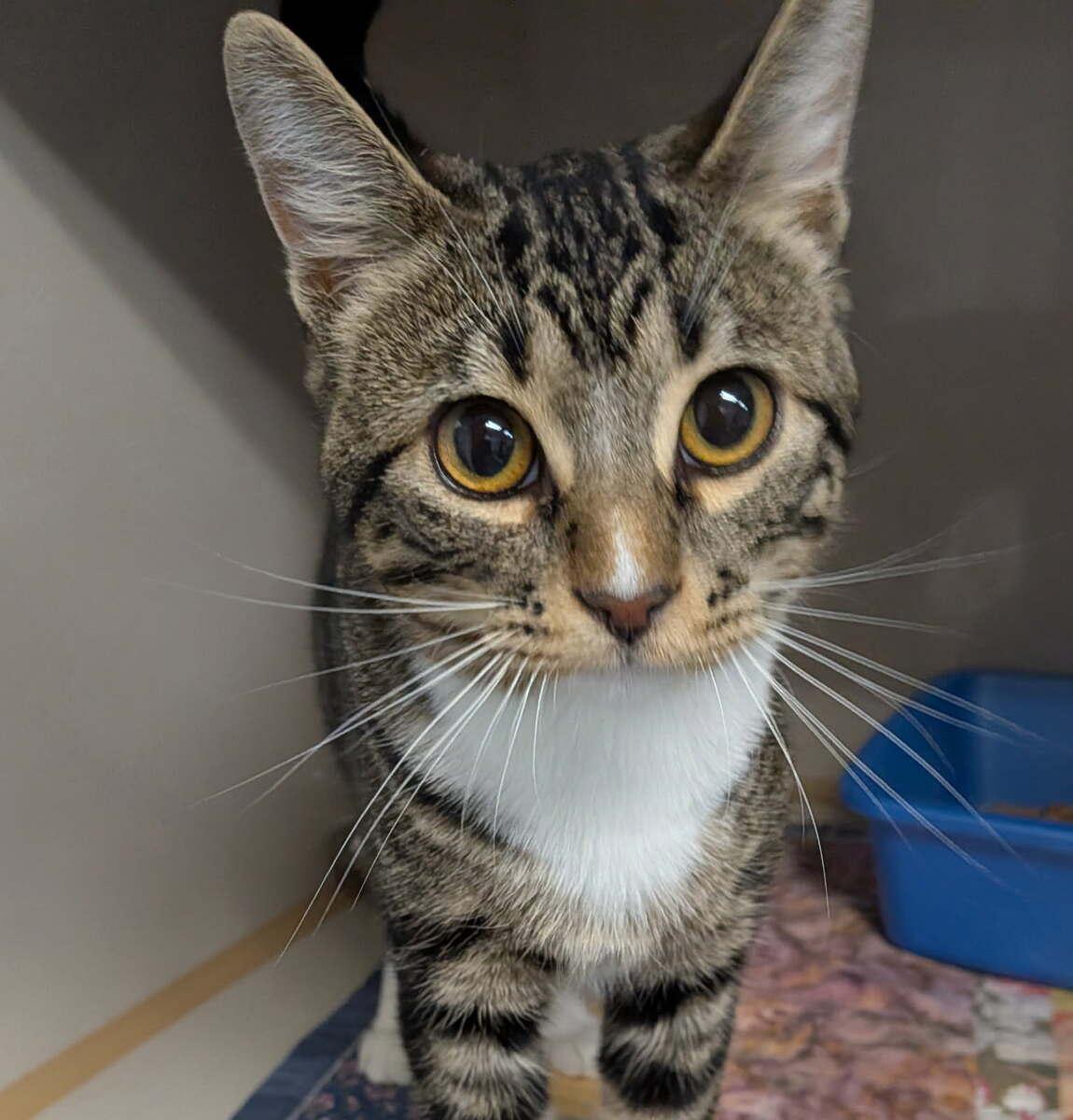 Mooncake, ADOPTABLE, Adult Male Domestic Short Hair.