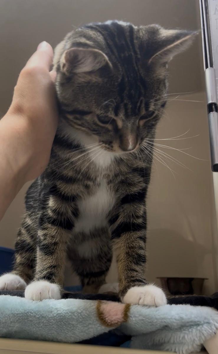 Enlarge Mooncake, a ADOPTABLE Domestic Short Hair in wetaskiwin, AB image 3/3