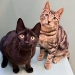 Enlarge Andy, a Adoptable Domestic Short Hair in Santa Cruz, CA image 5/6