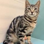 Enlarge Andy, a Adoptable Domestic Short Hair in Santa Cruz, CA image 6/6