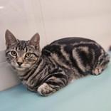 Enlarge Andy, a Adoptable Domestic Short Hair in Santa Cruz, CA image 2/6