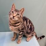 Enlarge Andy, a Adoptable Domestic Short Hair in Santa Cruz, CA image 1/6