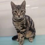 Enlarge Andy, a Adoptable Domestic Short Hair in Santa Cruz, CA image 4/6