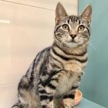 Enlarge Andy, a Adoptable Domestic Short Hair in Santa Cruz, CA image 3/6