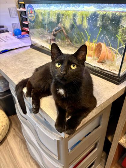 Jaws, Adoptable, Kitten Female Domestic Short Hair & Domestic Short Hair.
