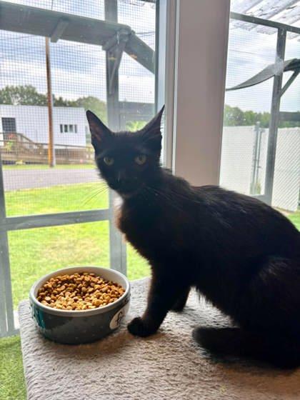 Enlarge Jaws, a Adoptable mixed breed in Paducah, KY image 2/2